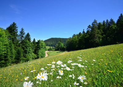 Wanderung Augenblickrunde in Schiltach, Natur erleben