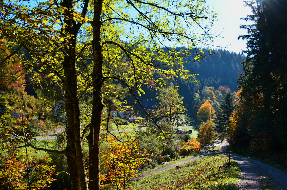 Wanderung Kloesterleschleife in Bad Rippoldsau Wald