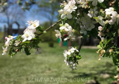 Nahaufnahme von weißen Apfelblüten im Garten des Ferienhauses Brestenberg.