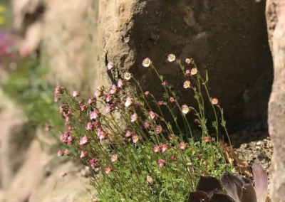 Schwarzwald Chalet Lohmühle – Detailaufnahme von Blumen und Felsen im liebevoll gestalteten Garten.