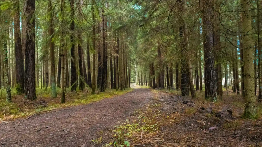 Ferienhaus im Schwarzwald für 16 Personen