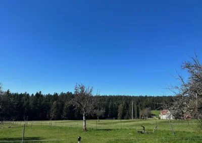 Ausblick vom Ferienhaus Wiesenblick Schwarzwald auf Wiesen und Waldlandschaft