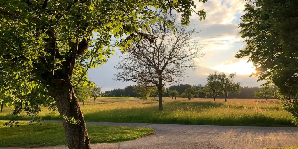 Abendstimmung über Wiesen und Bäumen im Schwarzwald