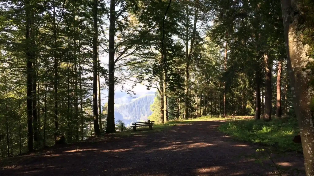 Waldweg mit Bank und Aussicht im Schwarzwald – Natur und Ruhe