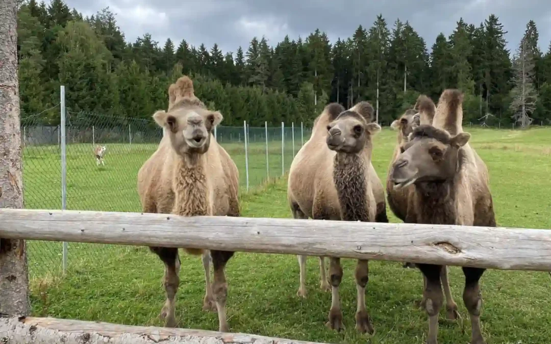 Tatzmania Löffingen