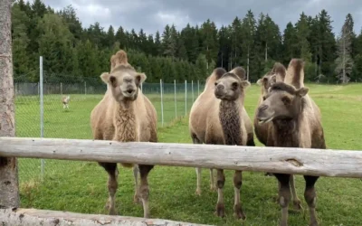 Tatzmania Löffingen