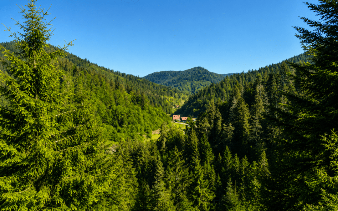 Klösterle-Schleife Genießerpfad – Wanderurlaub im Schwarzwald zwischen Wasserfall, Waldpfaden und stillen Naturmomenten