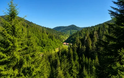 Klösterle-Schleife Genießerpfad – Wanderurlaub im Schwarzwald zwischen Wasserfall, Waldpfaden und stillen Naturmomenten