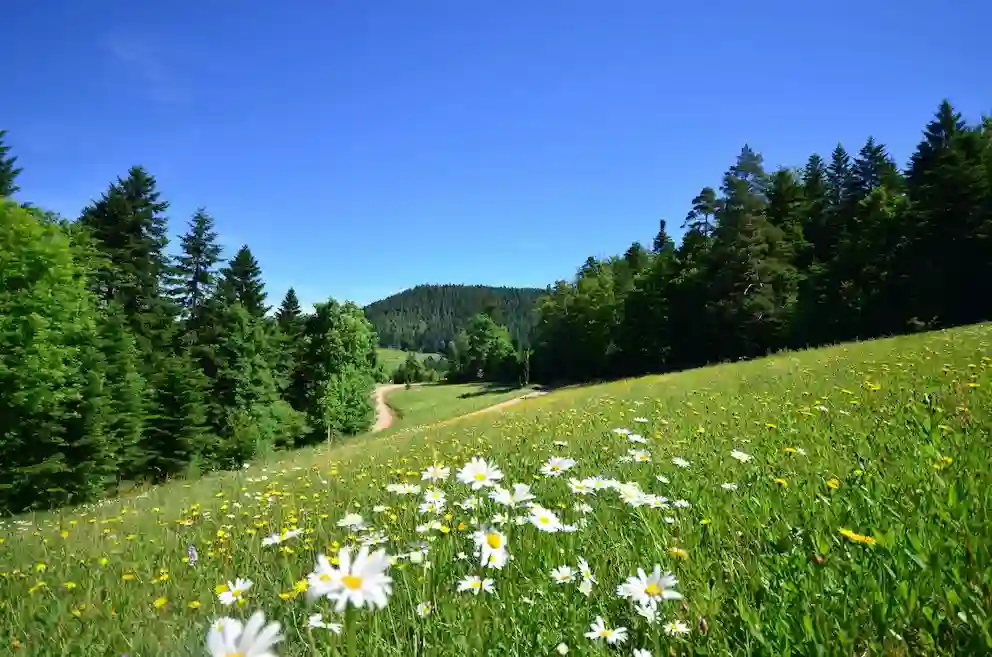 Kurzurlaub Schwarzwald